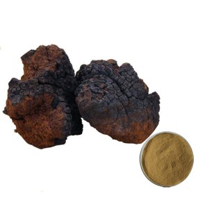 Siberian Chaga Extract Chaga Mushroom Extract Powder Chaga Extract