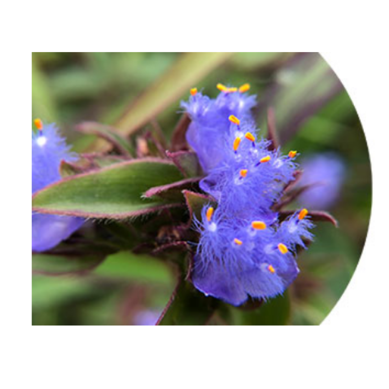 QYherb High Quality Plant Extract Cyanotis Arachnoides P.e 90% Uv Ecdysterone Cas 5289-74-7 Free Sample Available