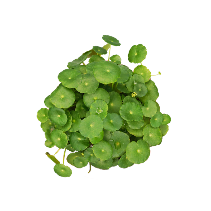HACCP QYherb Supply Plant Extract Centella Asiatica Extract Purified & Titrated Extract Madecassoside 90% CAS 34540-22-2 Free Sample Available