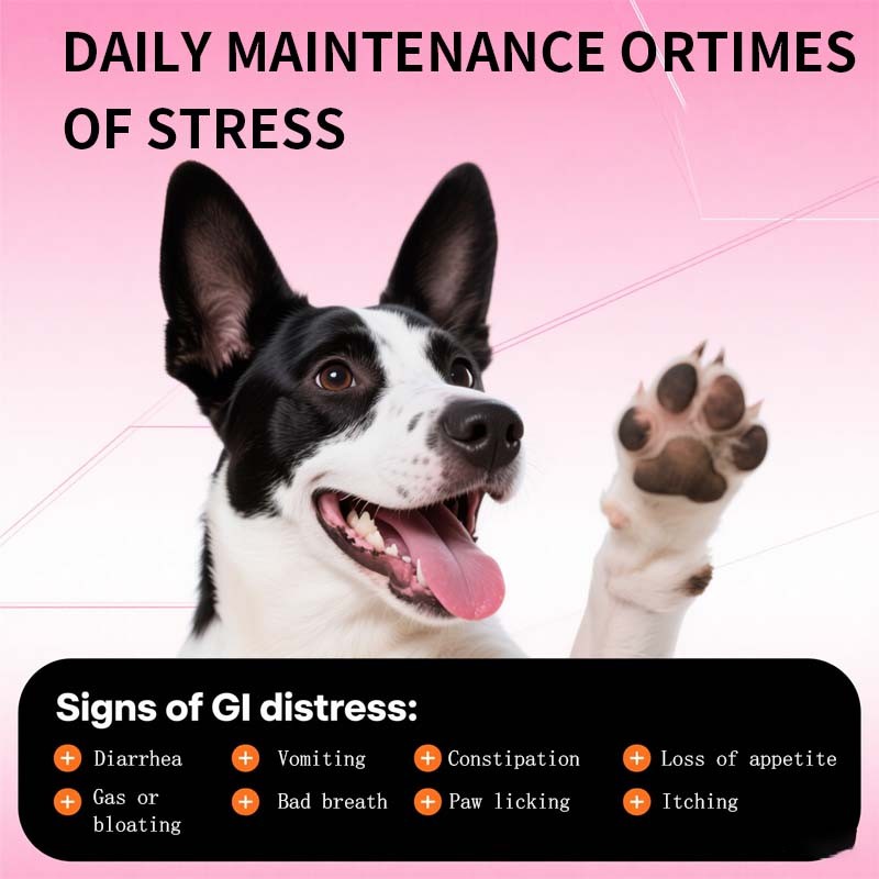 Pet Probiotic Pills Supplier - Dog Gut Health Chewable