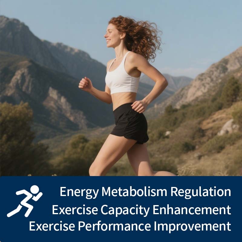 Creatine Monohydrate Capsules Manufacturer - Energy Metabolism