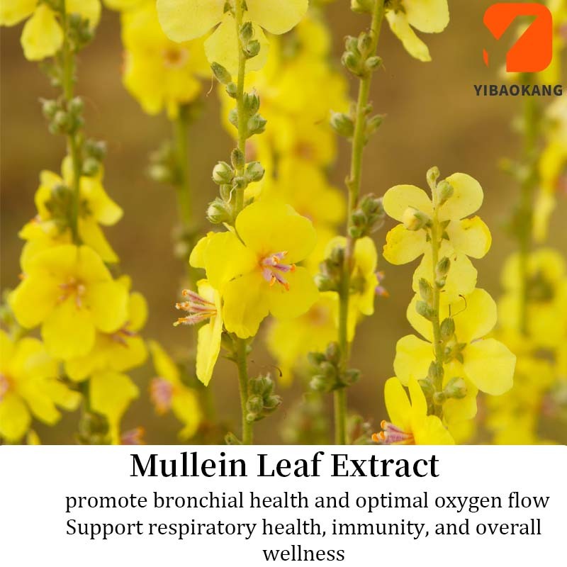 Mullein Leaf Gummies Supplier - Respiratory Health Gummies