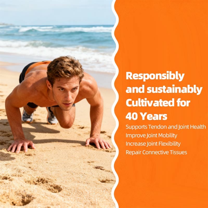 Oil of Oregano Capsules Factory - Digestion Immune Capsules