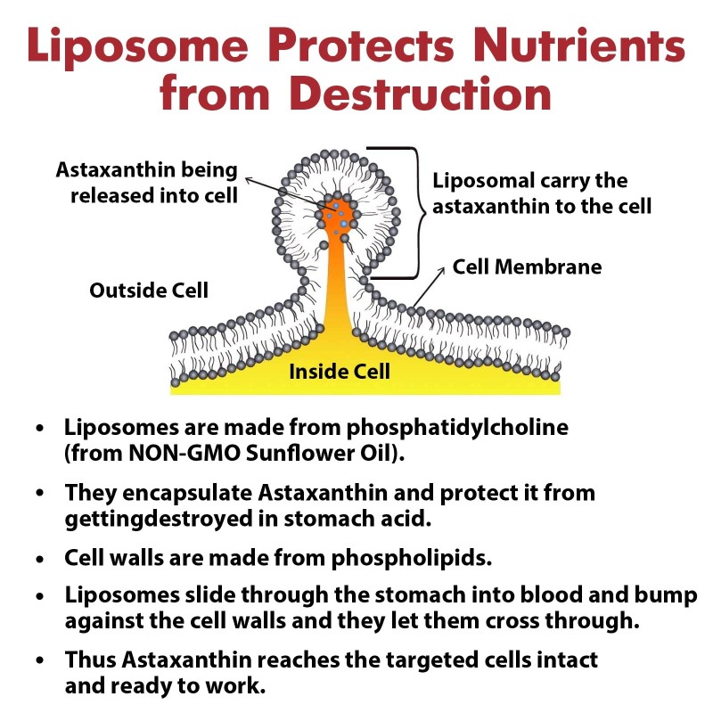 Astaxanthin Softgel Manufacturer - Liposome Eye Brightening