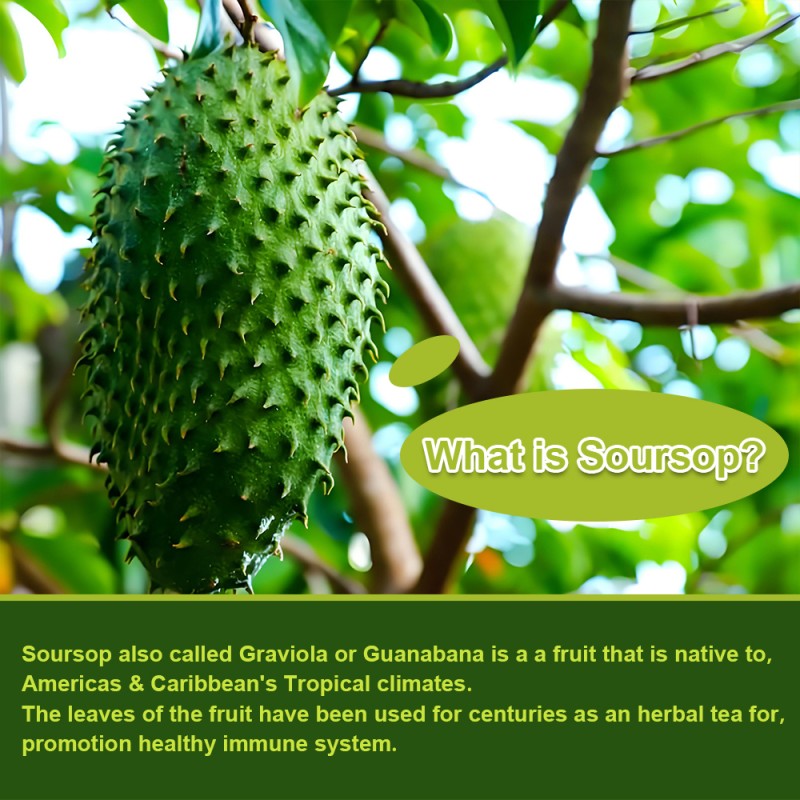 Soursop Softgels Manufacturer - Healthy Skin Digestion Immune