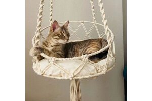 Littlebay Foldable Pet Backpack Makes a Grand Debut: Professional OEM/ODM Services Empower Pet Product Businesses