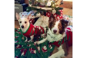 Bestpet Pet Sweater OEM/ODM: Crafting Christmas Blockbusters, Empowering Global Partners with a Strong Factory
