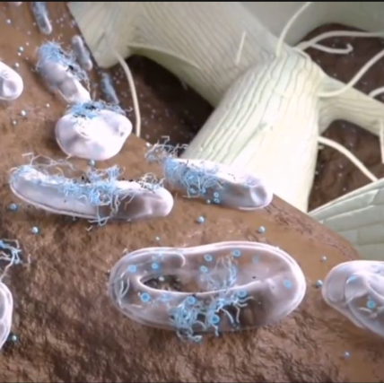 Single bacteria series