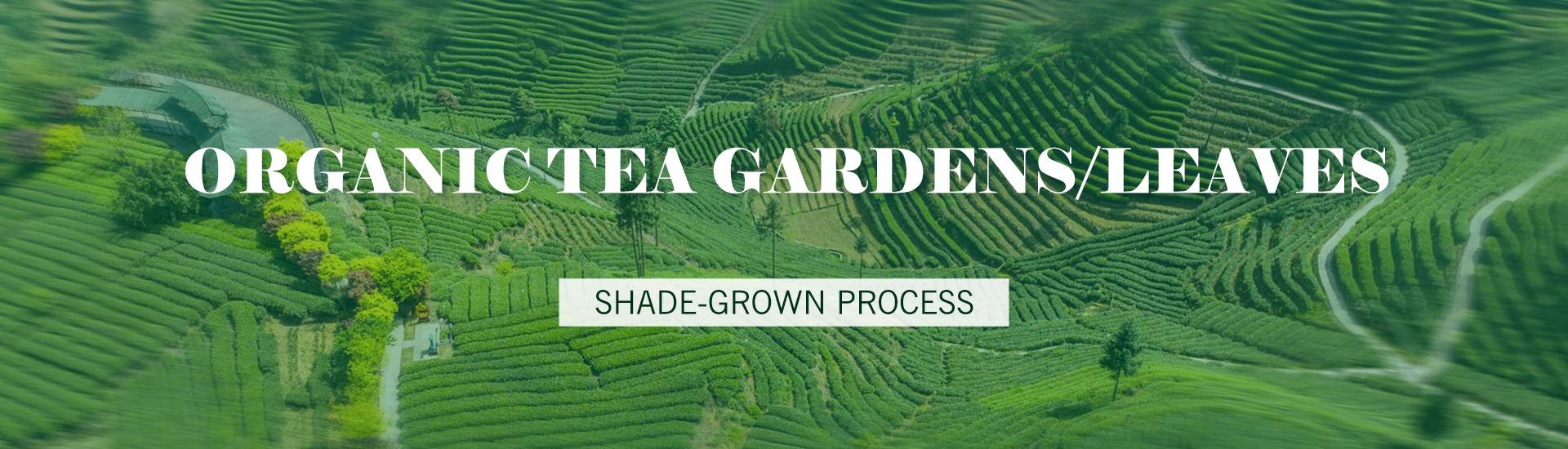 Pingli Yiming Tea Co., Ltd.