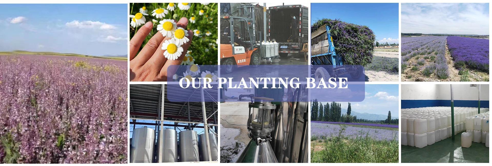 Guangzhou Hengmei Biotechnology Co., Ltd.