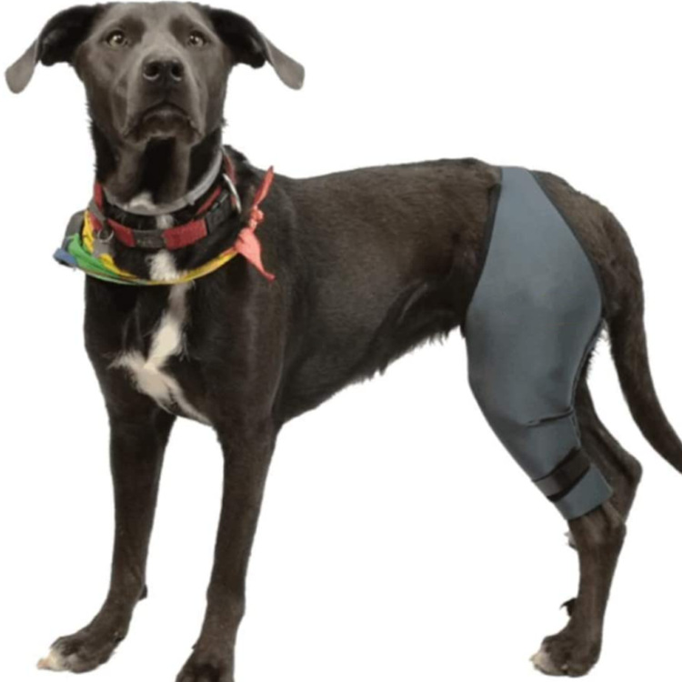 Dog Body Support