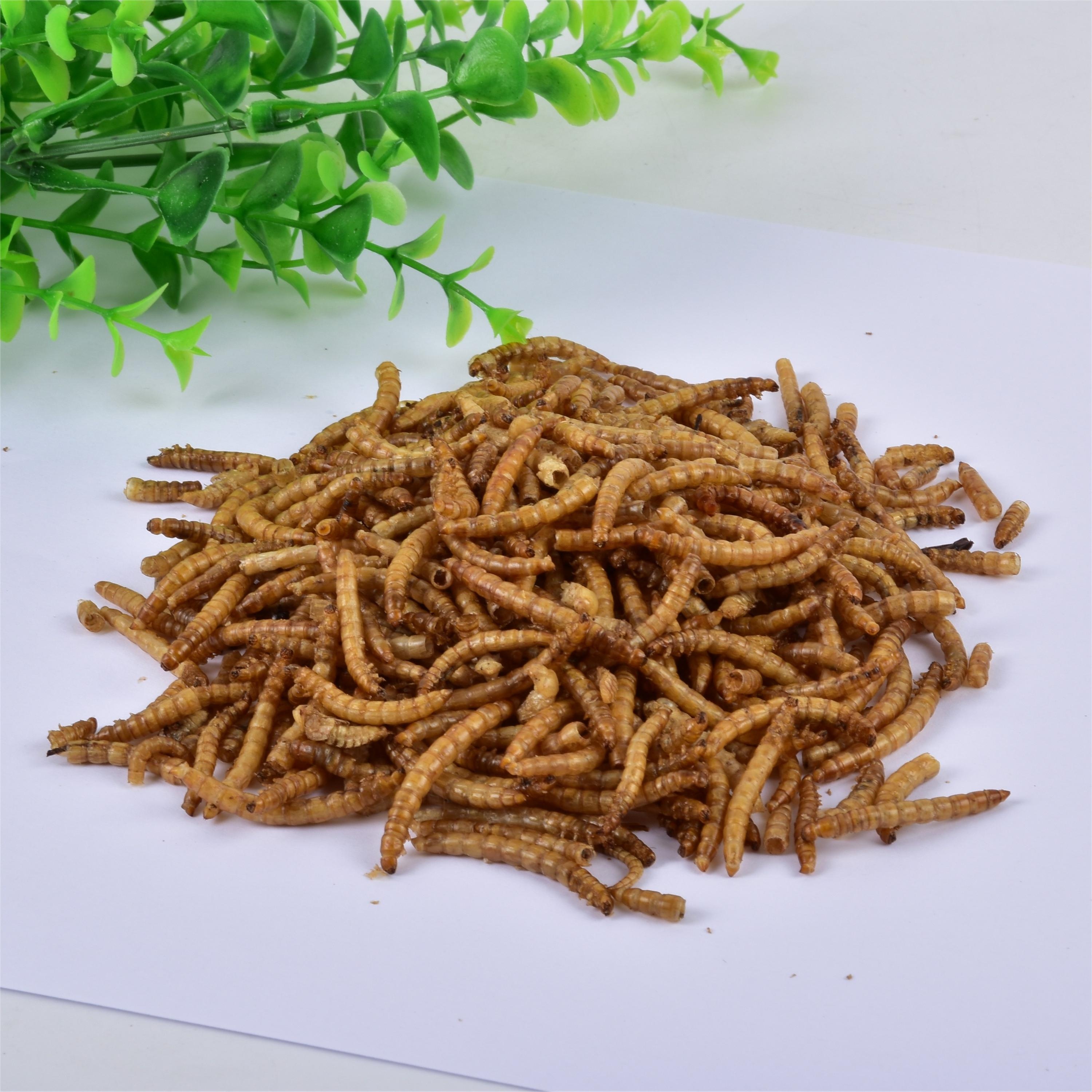 Dried Mealworm