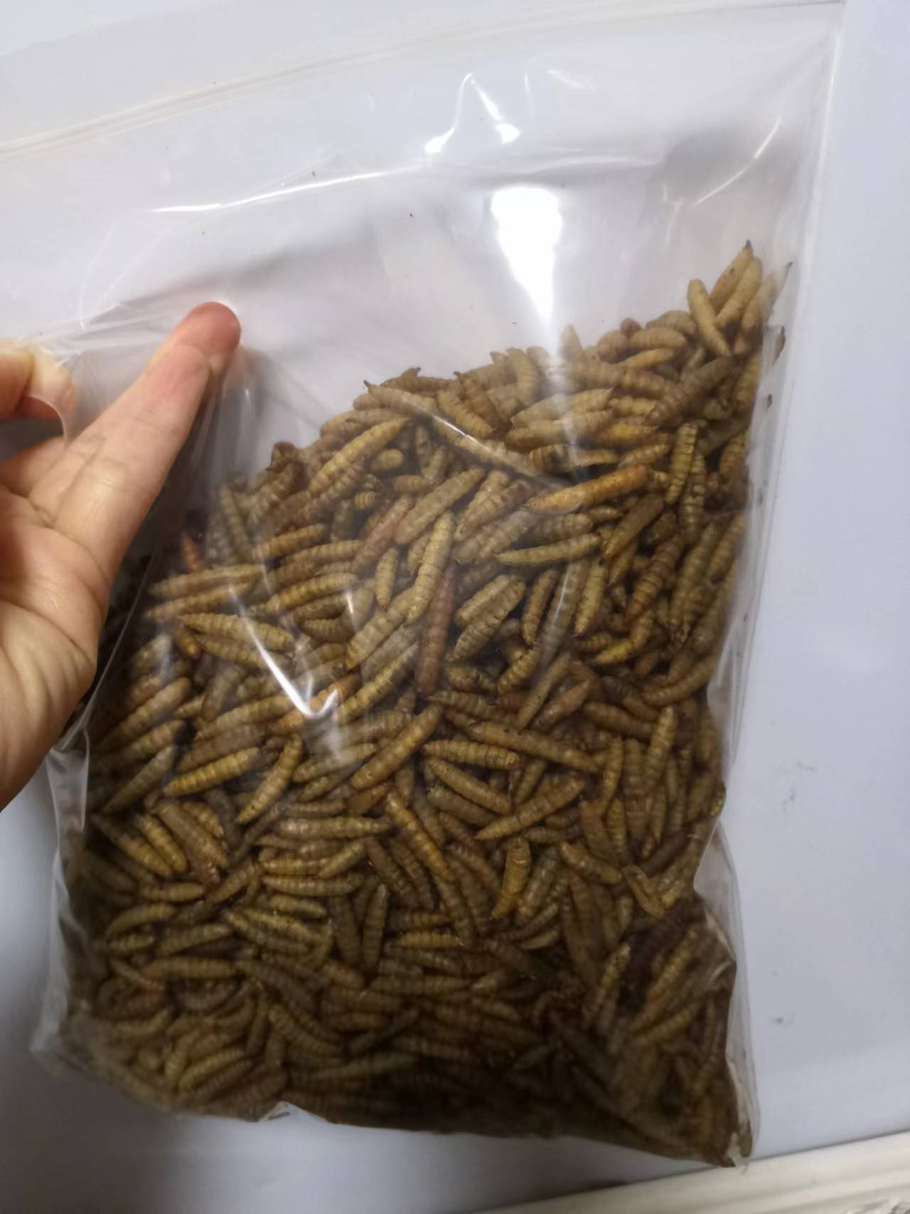 Black Soldier Fly Larvae