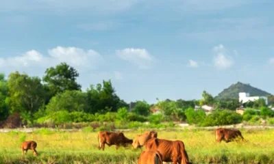 Hebei Shuntian Biotechnology Co., Ltd.